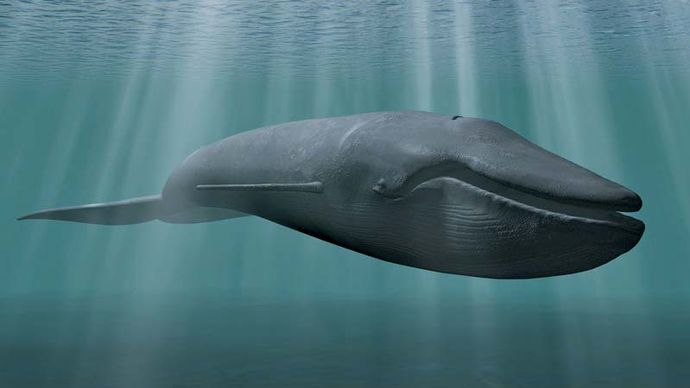 シロナガスクジラ　世界一大きい動物